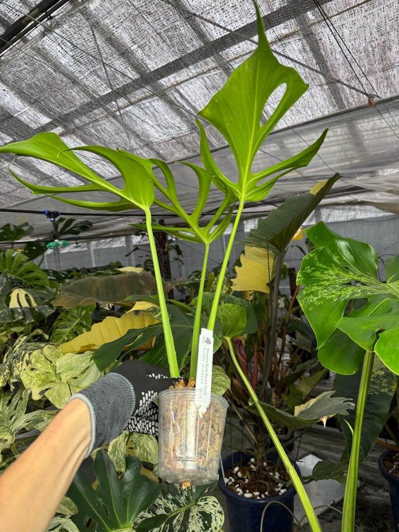 バールマルクスフレーム 件恋成長点カット苗目立った傷や汚れなし