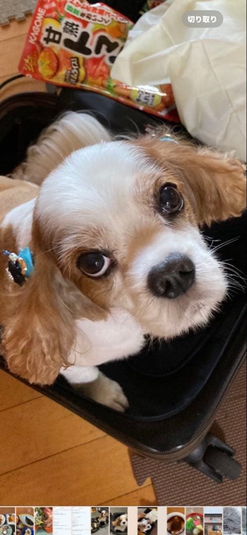 キャバリア・キング・チャールズ・スパニエル ポートレート キャバリア・キング・チャールズ・スパニエル ポートレート