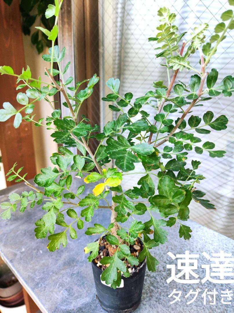 A　パキコルムスディスカラー　象の木　実生株
