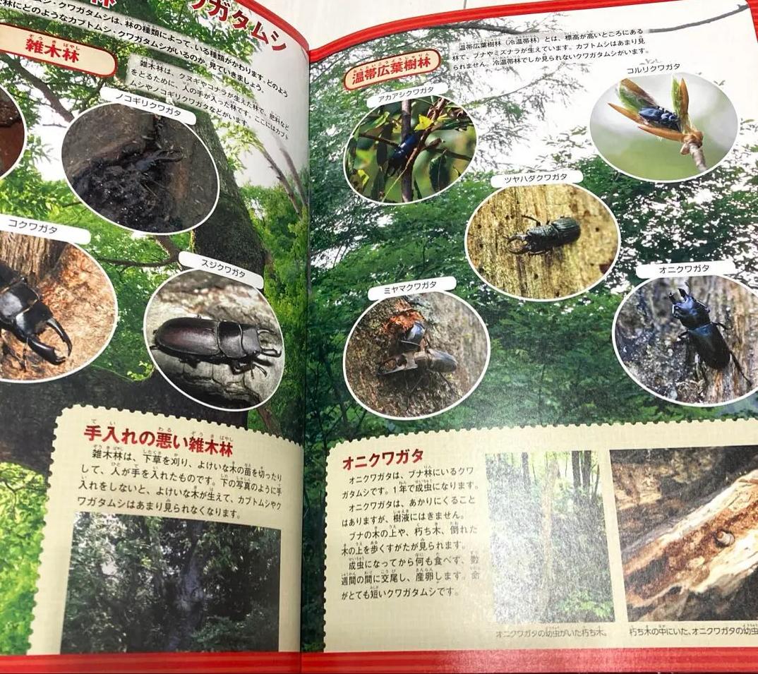 GJ OK 学研の図鑑 カブトムシ・クワガタムシ LN HM