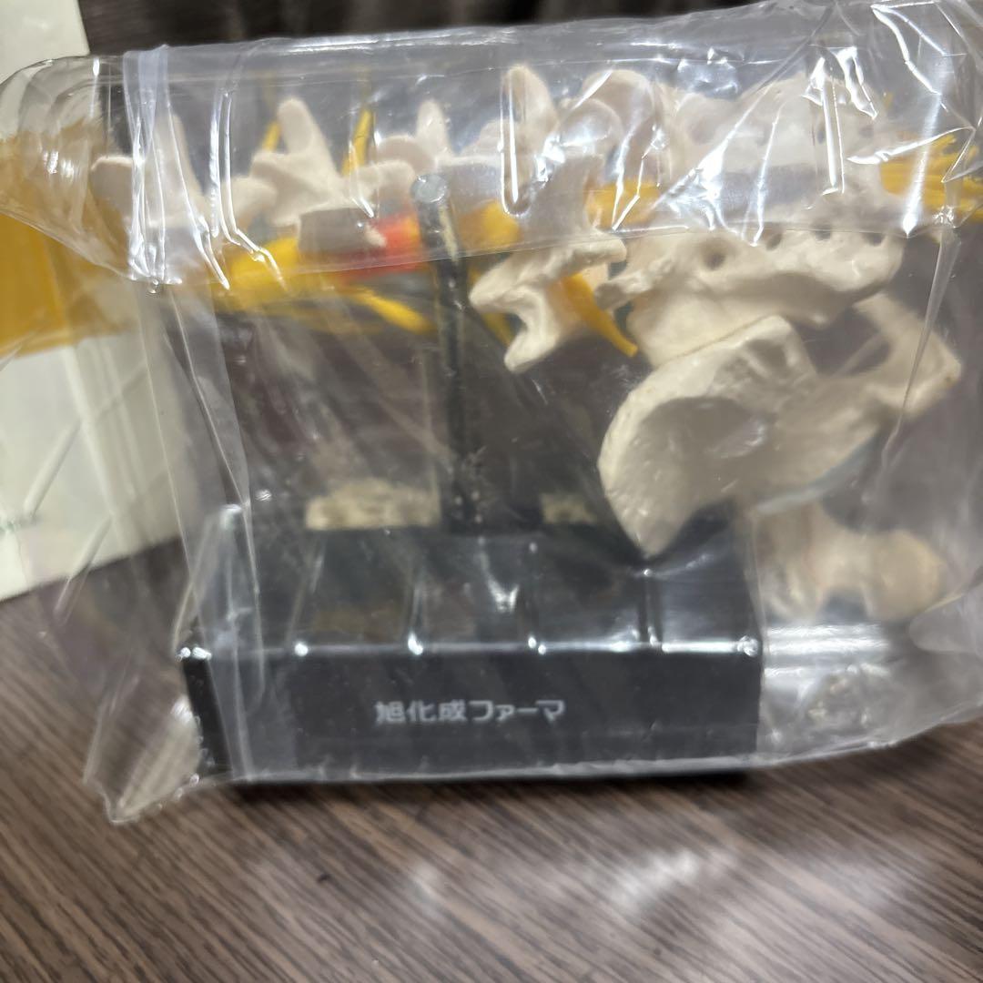 テリボン皮下注用　発売1周年記念　患者説明用　椎体・大腿骨模型