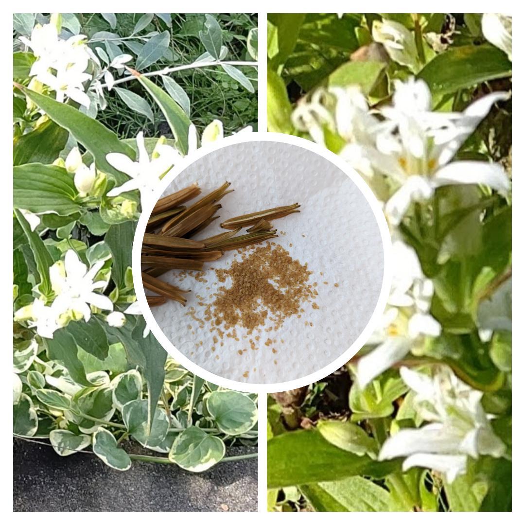 オープニング大放出セール 花の種 ホトトギス白花 山野草 多年草 Wbs Boyolali Go Id オープニング大放出セール 花の種 ホトトギス白花 山野草 多年草 Wbs Boyolali Go Id