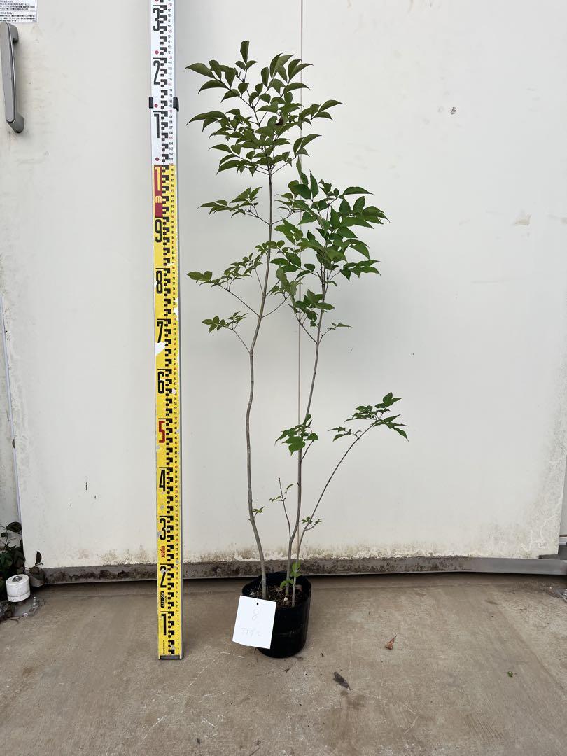 アオダモ株立ち　約1.0m