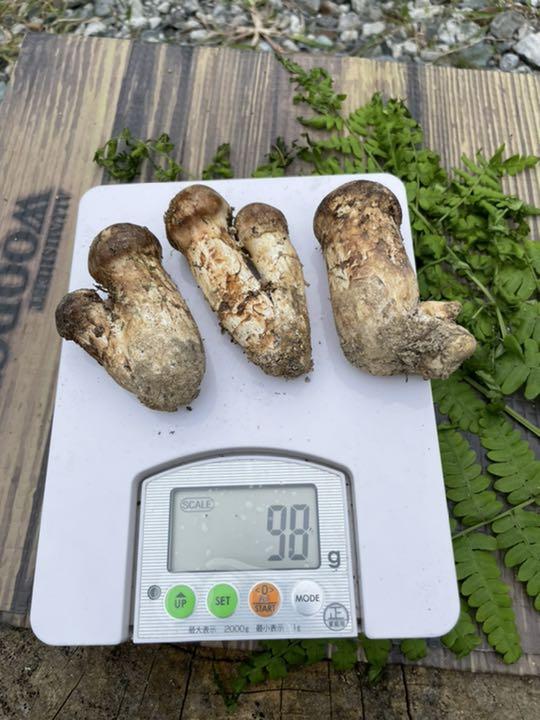 信州産松茸 15 rWBoH-m59830856940 在庫お得