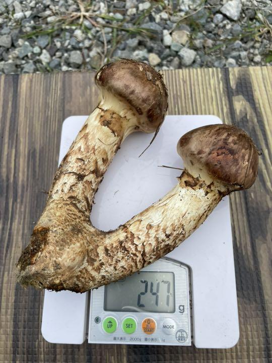 信州産松茸 15 rWBoH-m59830856940 在庫お得