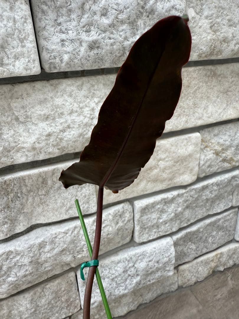 フィロデンドロン ブラックビレッティア