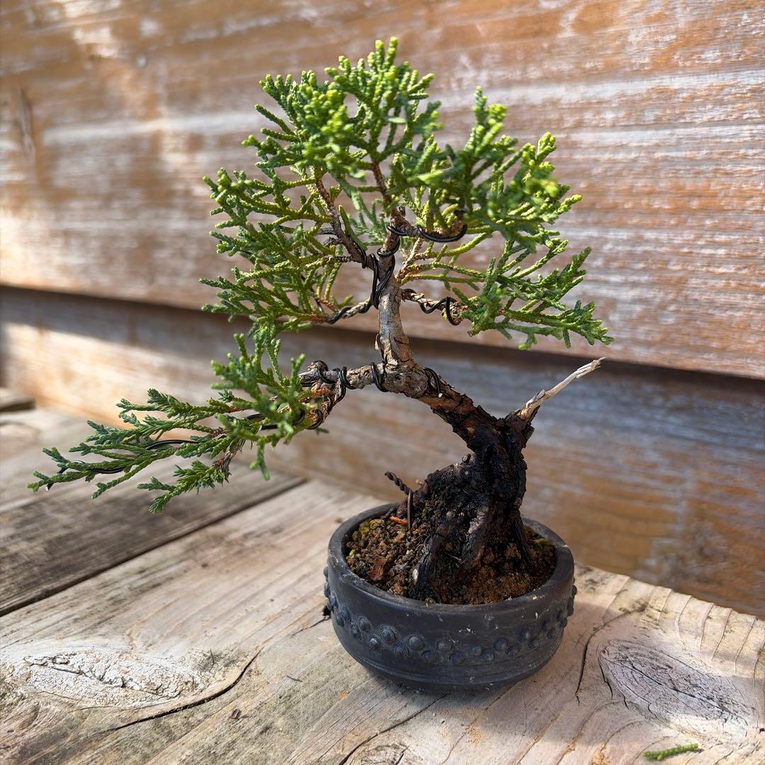 真柏盆栽　ミニ真柏盆栽