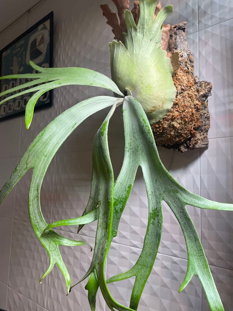 P.Willinckii cv. Seiren