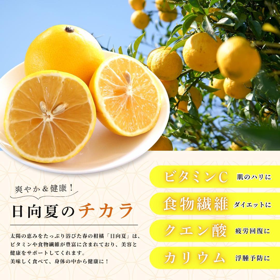 宮崎産 家庭用 日向夏 10㎏ 土佐小夏 好きにも317
