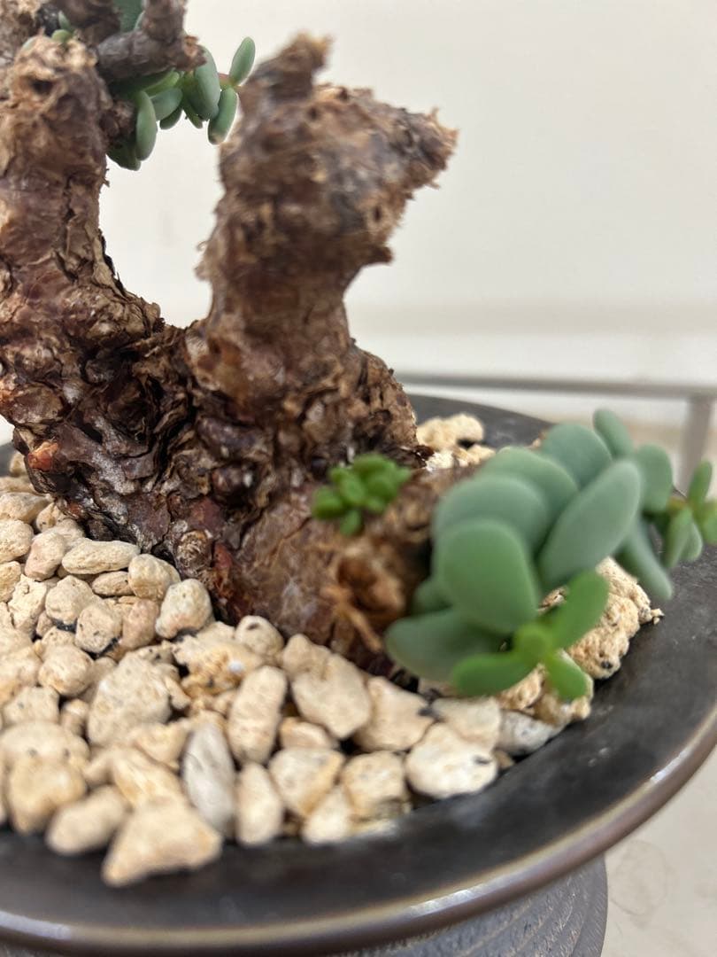 ケラリアピグマエア 発根済み 作家鉢付② ケラリアピグマエア 発根済み 作家鉢付②