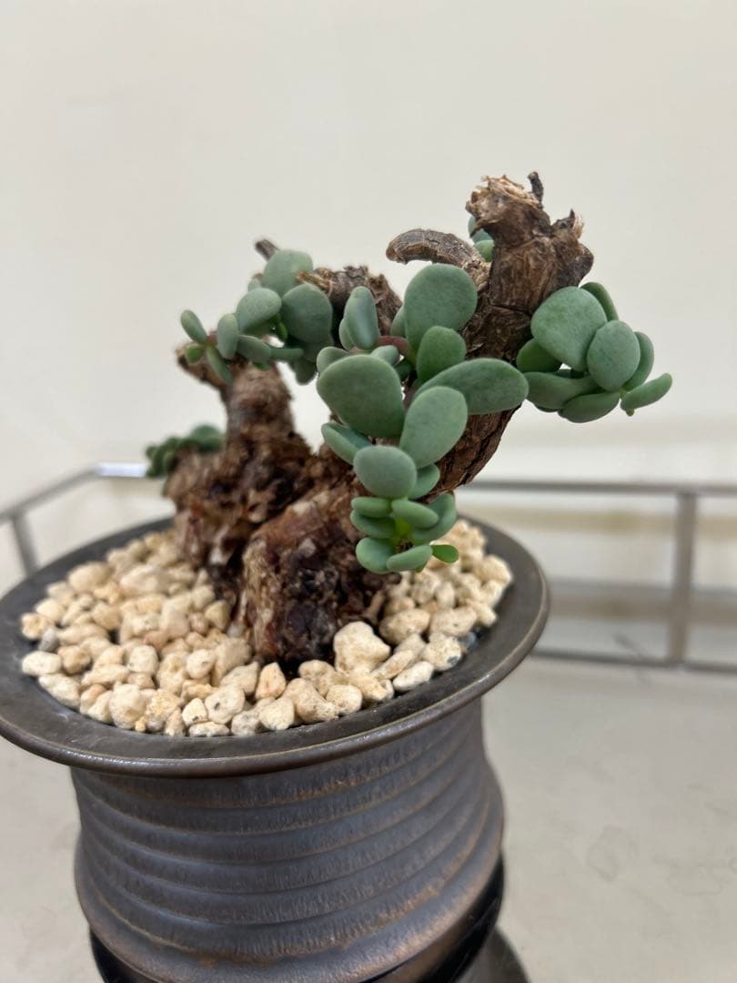 ケラリアピグマエア 発根済み 作家鉢付② ケラリアピグマエア 発根済み 作家鉢付②