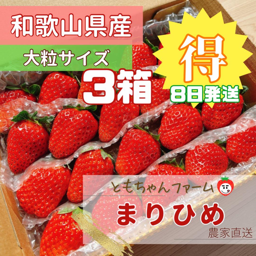 まりひめ いちご 大粒(箱込み約750g×3)8日発送 苺 イチゴ