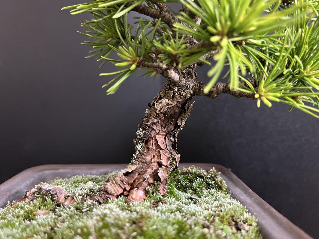 古木小品盆栽 樹高14.5cm