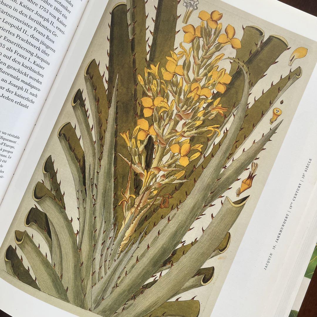 洋書 ボタニカルアート図版集 植物図鑑 スケッチ - 洋書送料 無料