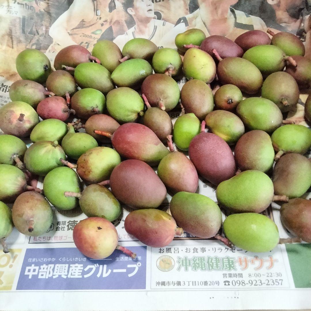 2025年冬【法人向けお歳暮】 沖縄県産 摘果/青/グリーンマンゴー@20g(10〜30g)約1kg 果物