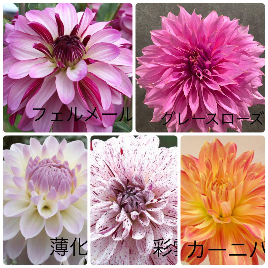ダリア　球根　プレミアムセット
