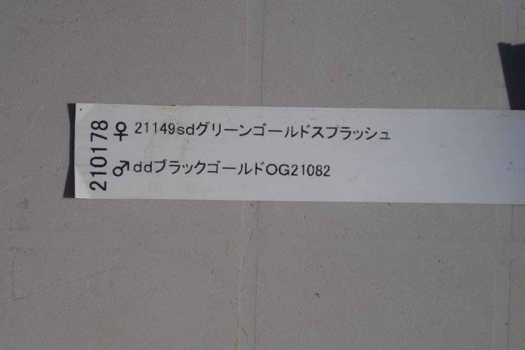 クリスマスローズ開花 加藤農園