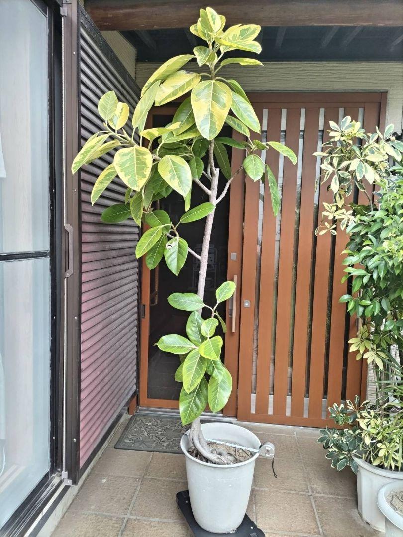 観葉植物