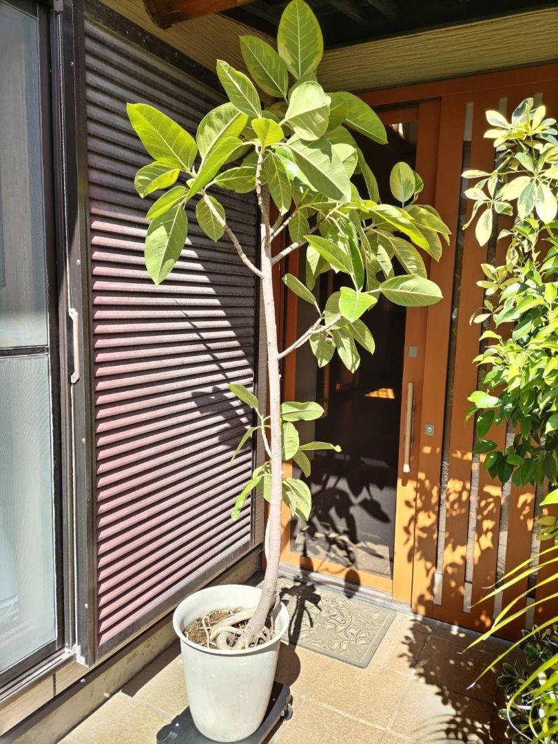 超大型