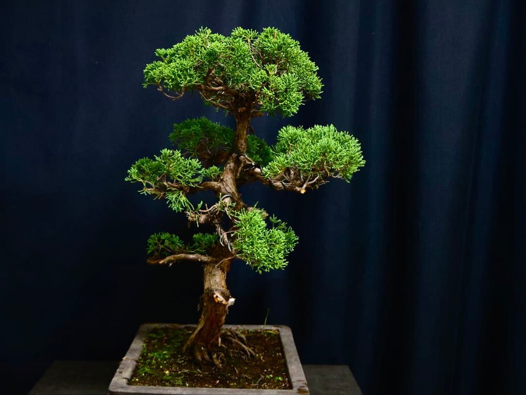 盆栽目立った傷や汚れなし