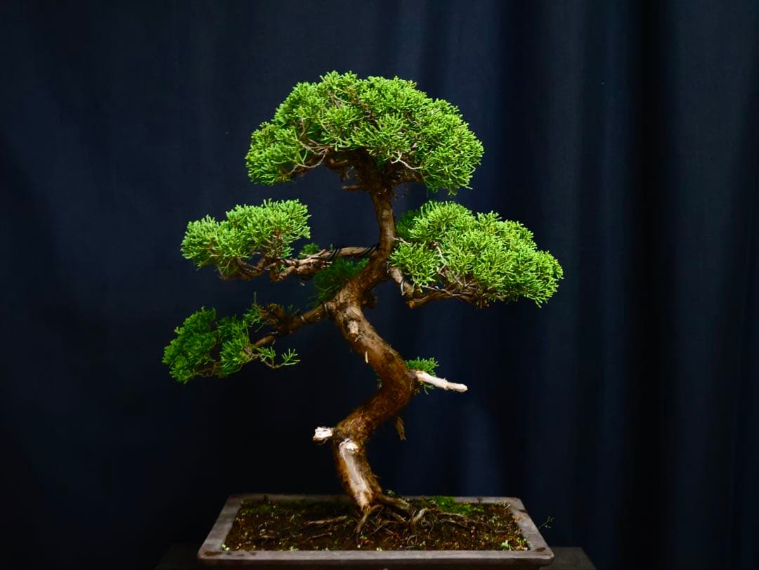 樹高48cm 盆栽目立った傷や汚れなし