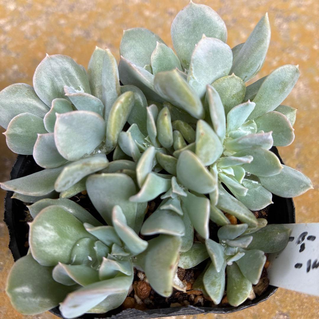 多肉植物 エケベリア トップシータービー - メルカリ