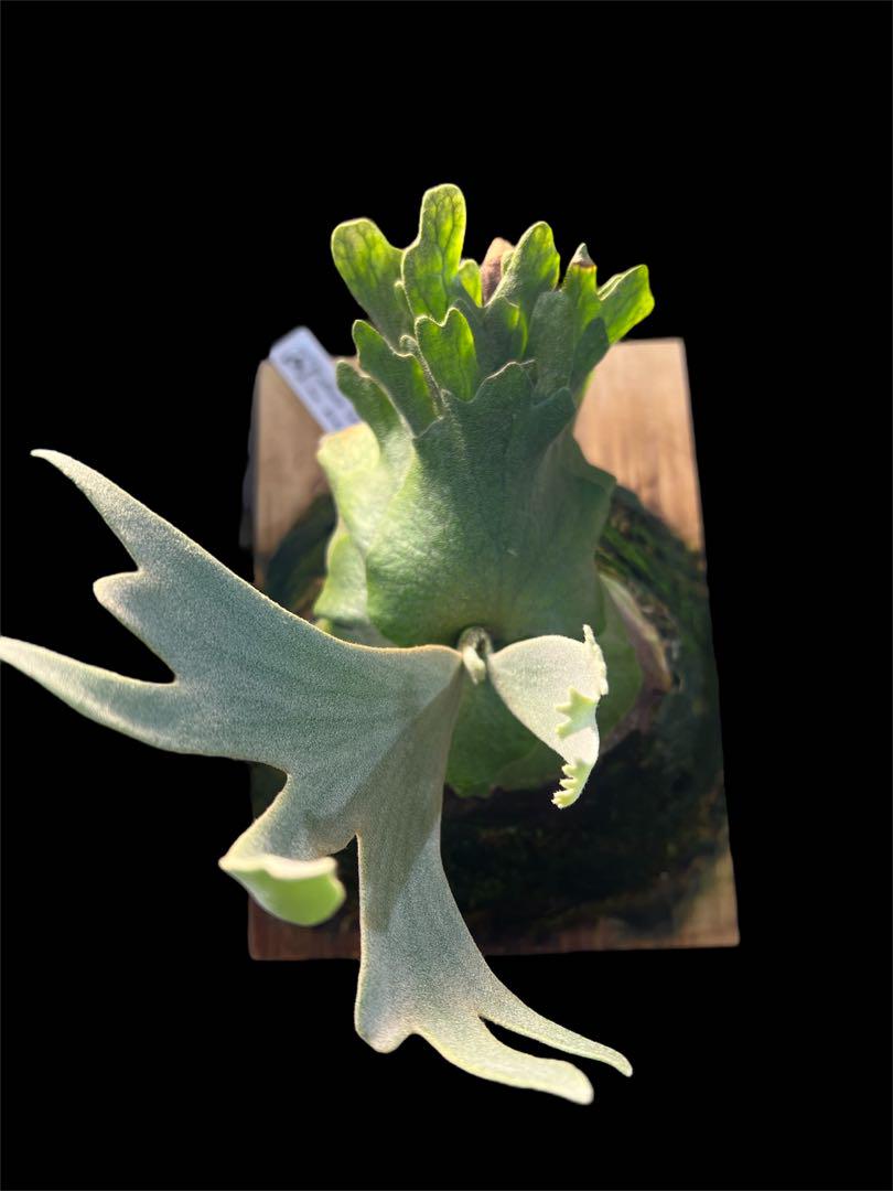 要オペ！板付け可能株！P.willinckii 