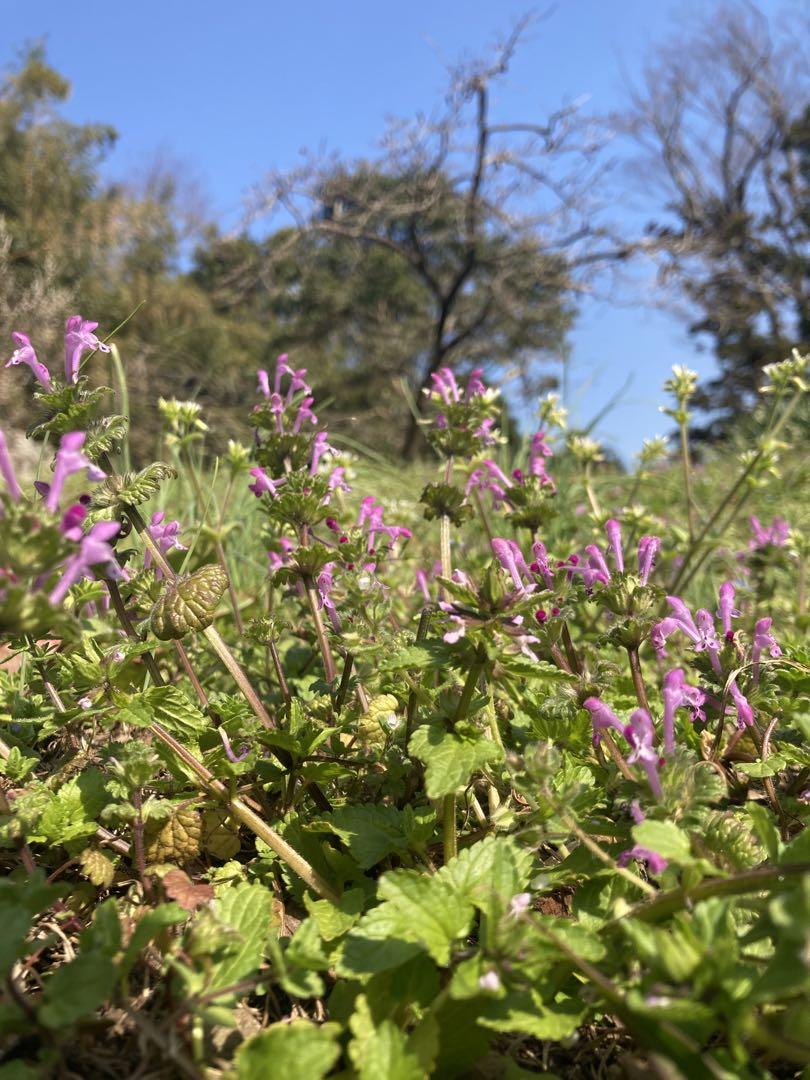 ニホンミツバチ　日本蜜蜂　生ハチミツ　はちみつ　1100g