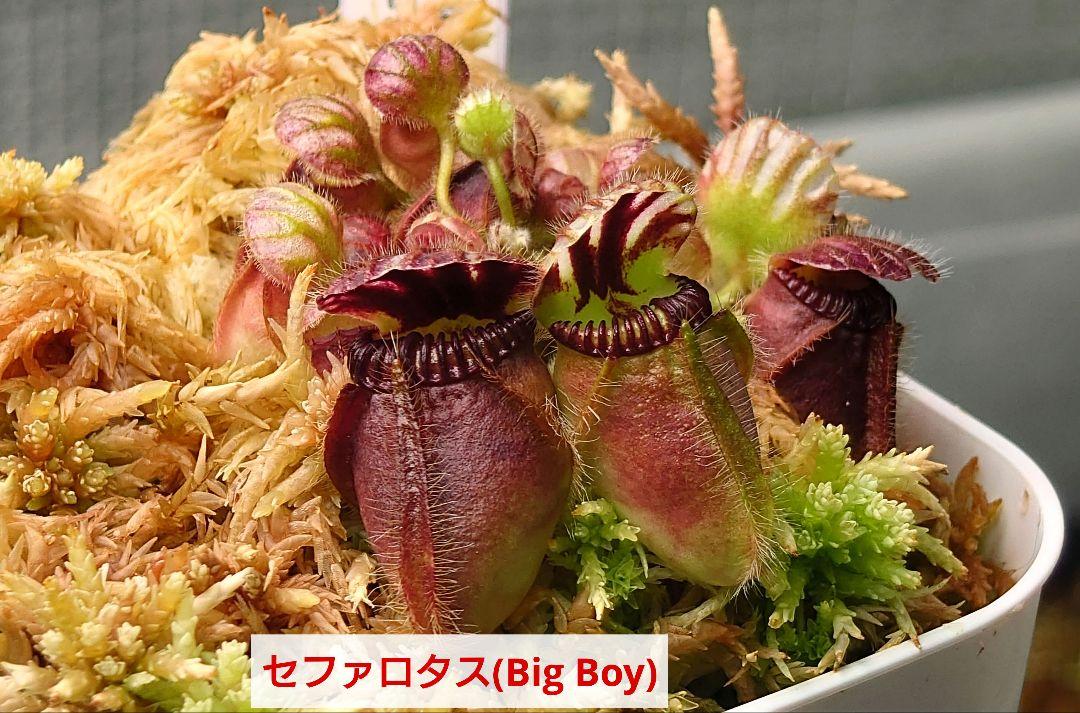 セファロタス Big Boy(ビッグボーイ) 食虫植物 - メルカリ