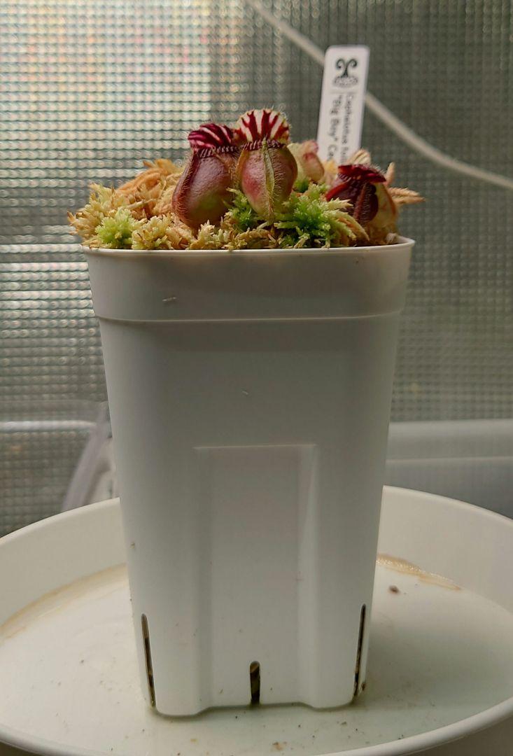 セファロタス フォリキュラリス ビッグボーイ(Big Boy) 食虫植物