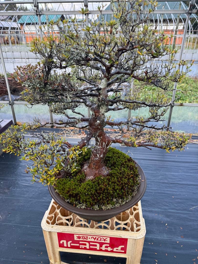 自然樹形の盆栽