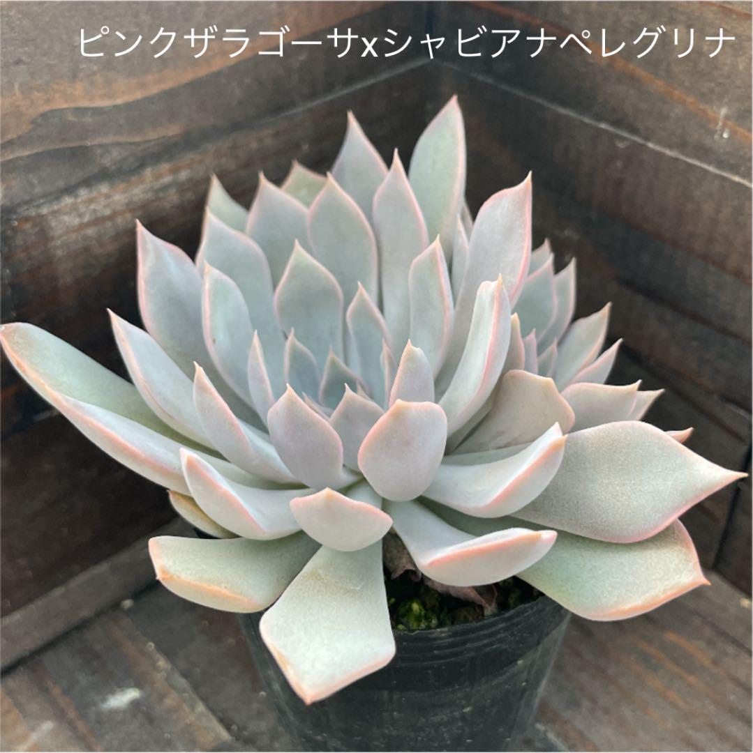 ピンクザラゴーサxシャビアナペレグリナ 多肉植物 抜き苗 - メルカリ ピンクザラゴーサxシャビアナペレグリナ 多肉植物 抜き苗 - メルカリ