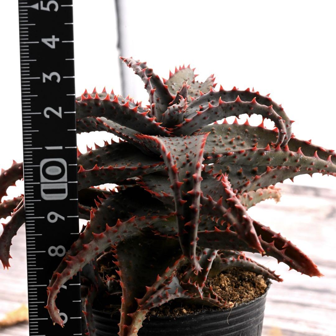 レッドデビル × カスティロニアエ アロエ 多肉植物 子株付き 1189