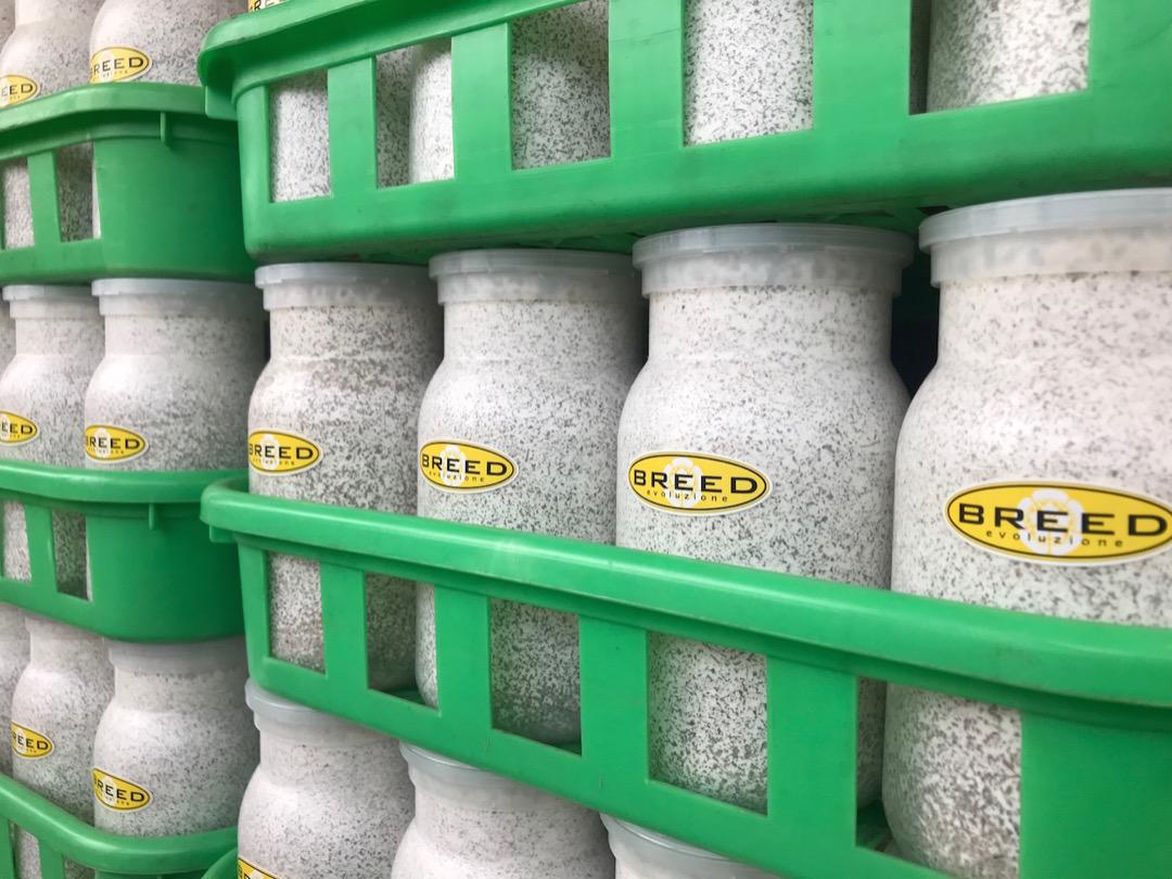 大型・美形クワガタ飼育用　BREED菌糸ビン　1500ml　6本セット／菌糸瓶