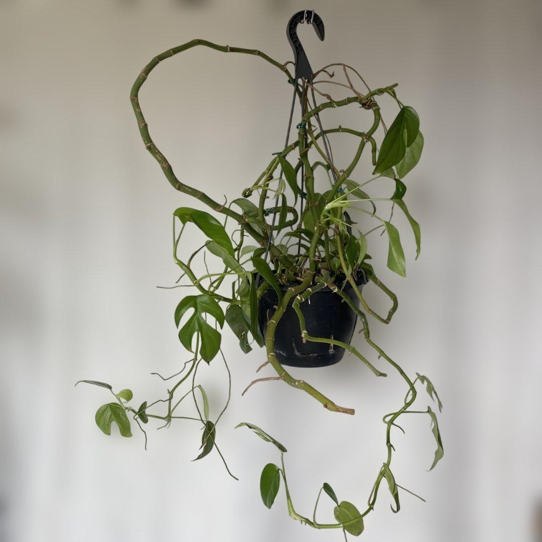 ❤️lavender❤️フォロー割あり♪様 リクエスト 2点 まとめ商品 ❤️lavender❤️フォロー割あり♪様 リクエスト 2点 まとめ商品