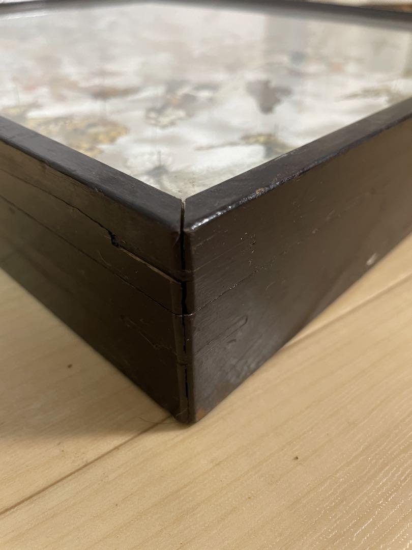 標本　昆虫標本　蝶々標本