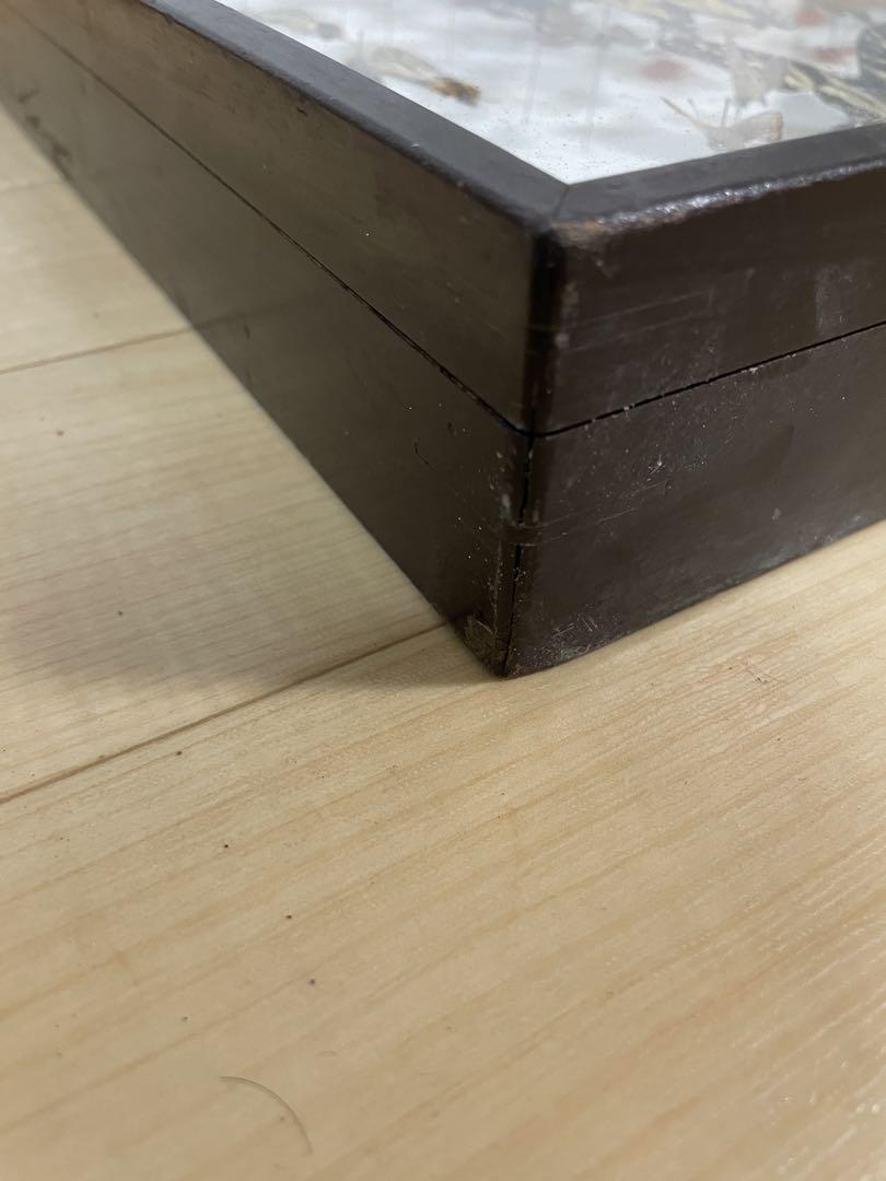 標本　昆虫標本　蝶々標本