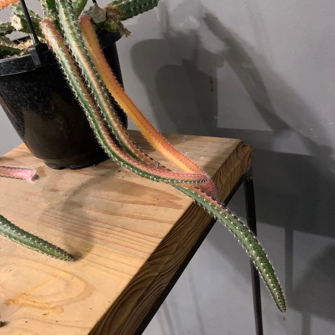 斑入り 白檀 ビャクダン サボテン 3 斑入り 白檀 ビャクダン サボテン 3