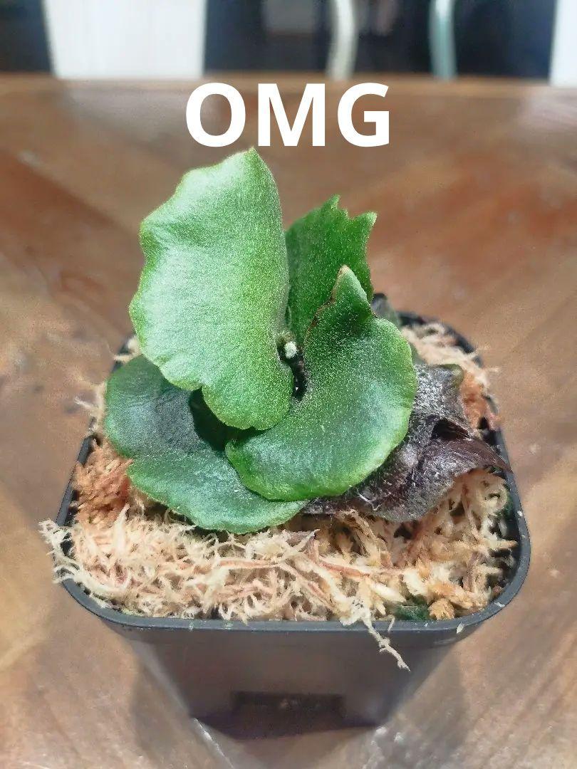 OMG