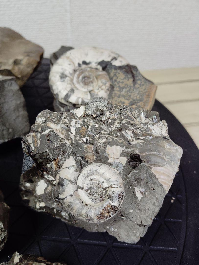 北海道アンモナイトA　中川産　冬休み　自由研究　科学　鉱石