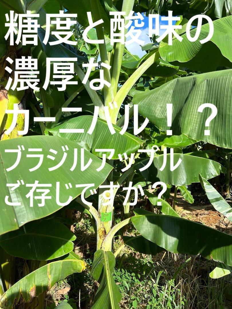 バナナ、アジア美味１位。究極糖度＝クルアイ・カイ＝210㎝モンスター苗◆限定出品 処分価格。180cm糖度モンスター バナナ苗＝世界2位？☆ドワーフ