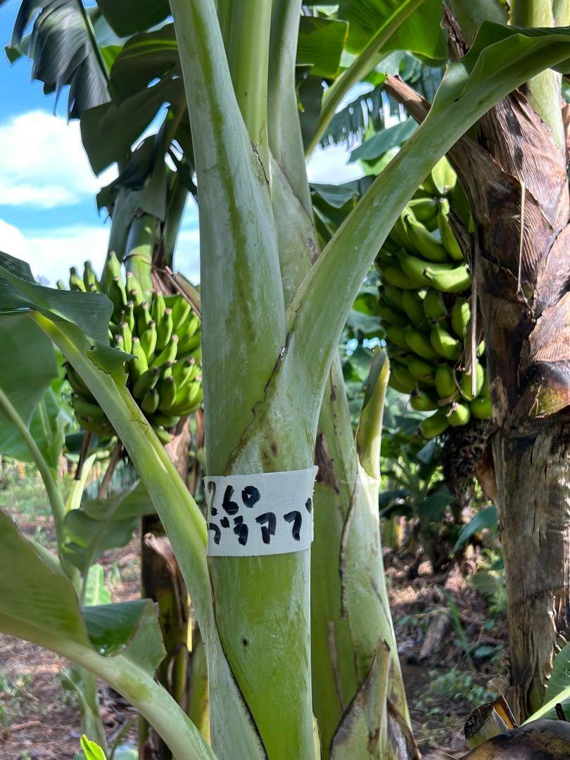 早期開花！260㎝,バナナ苗◇ドワーフ・ブラジルアップル