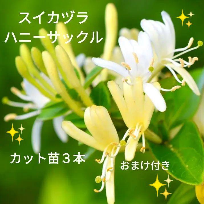 スイカヅラ(ハニーサックル)カット苗3本&選べる種子のおまけ