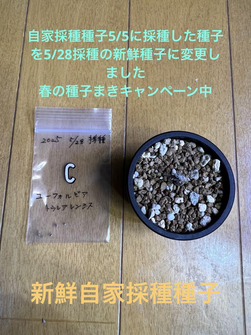 希少種ユーフォルビアトゥレアレンシスの実生株1株と種子6粒　まとめ売り　X