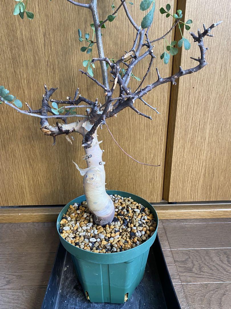 発根済み　コミフォラ　ピュア　カタフ