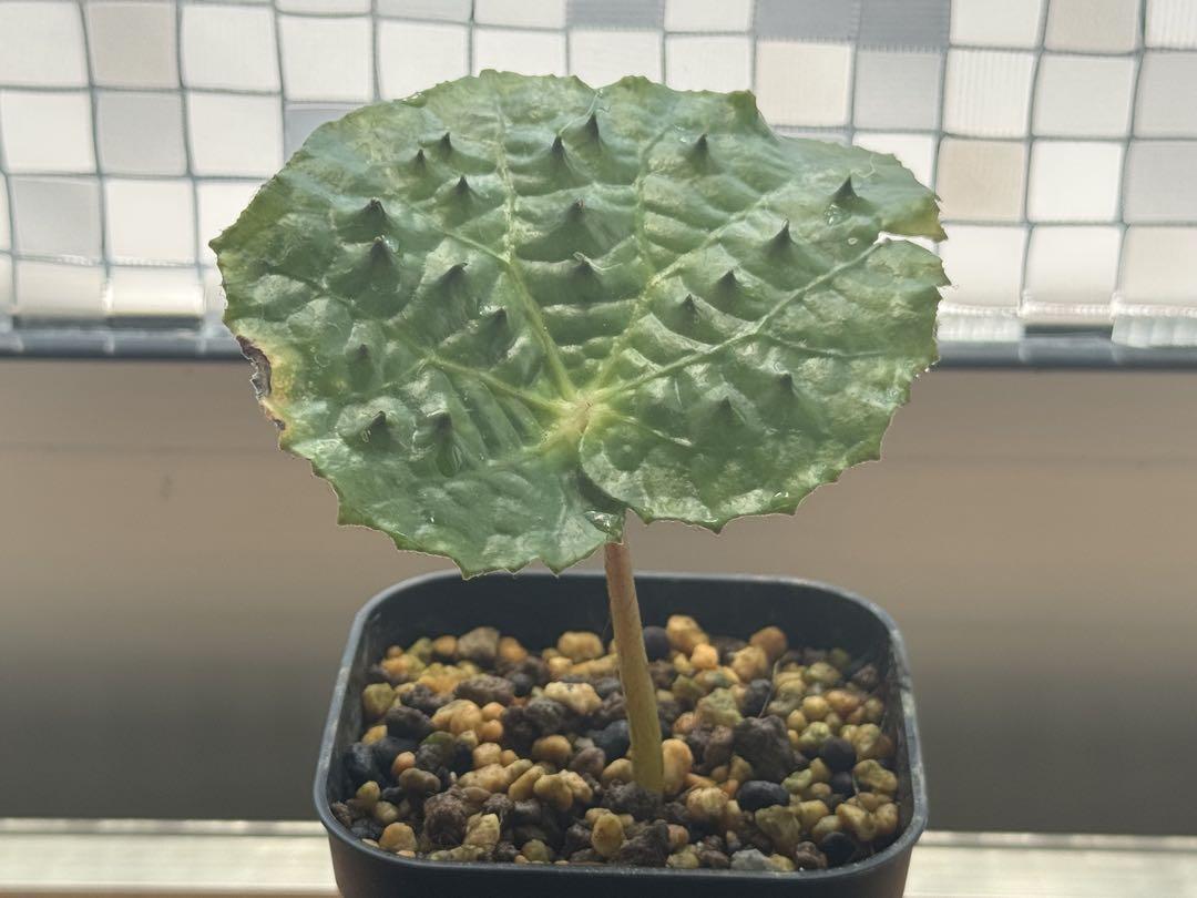 Begonia ferox