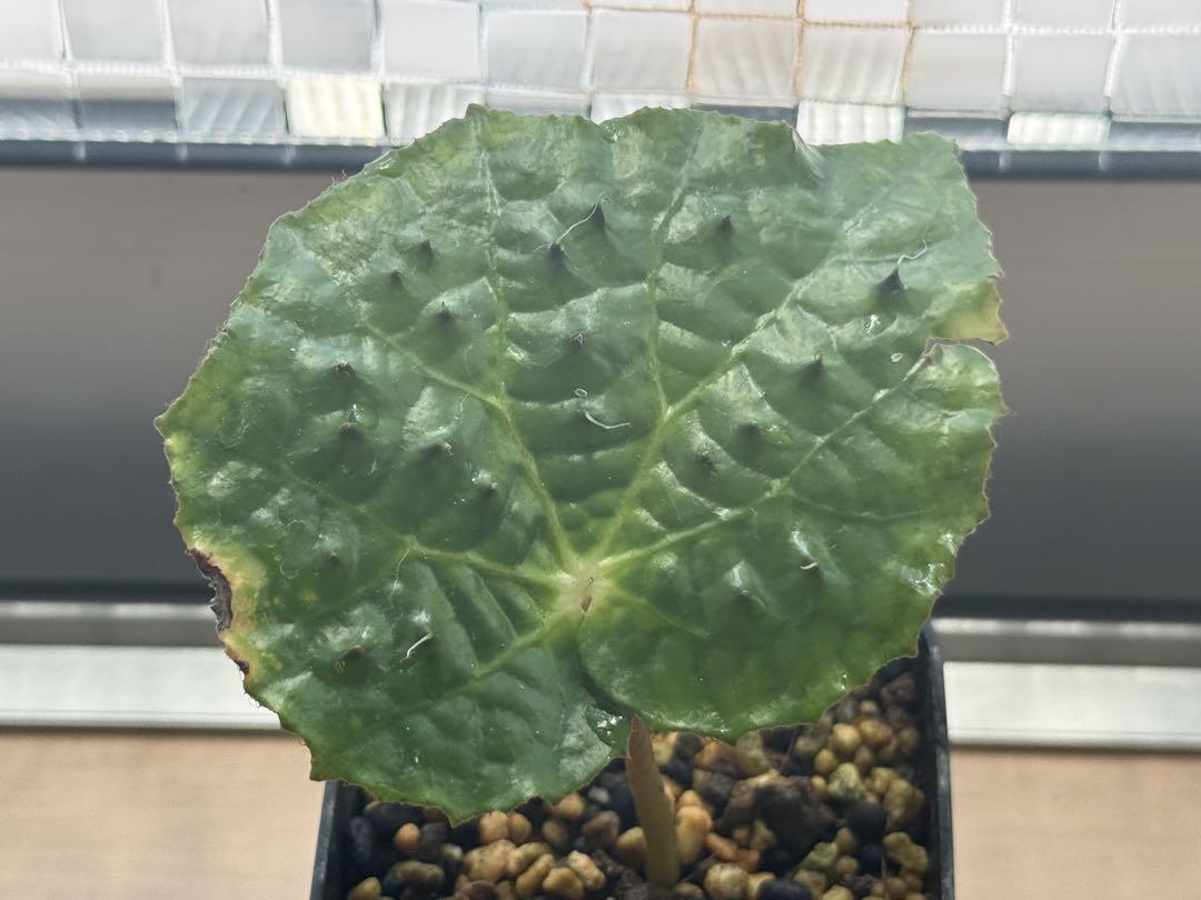 Begonia ferox