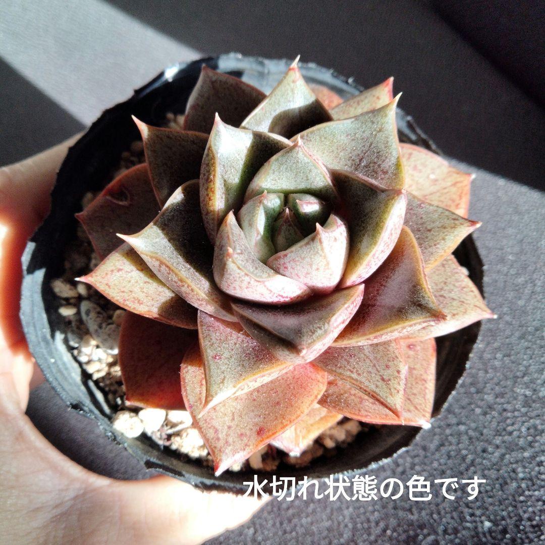 エケベリア ディオニソス(バッカス)4年もの メルカリ