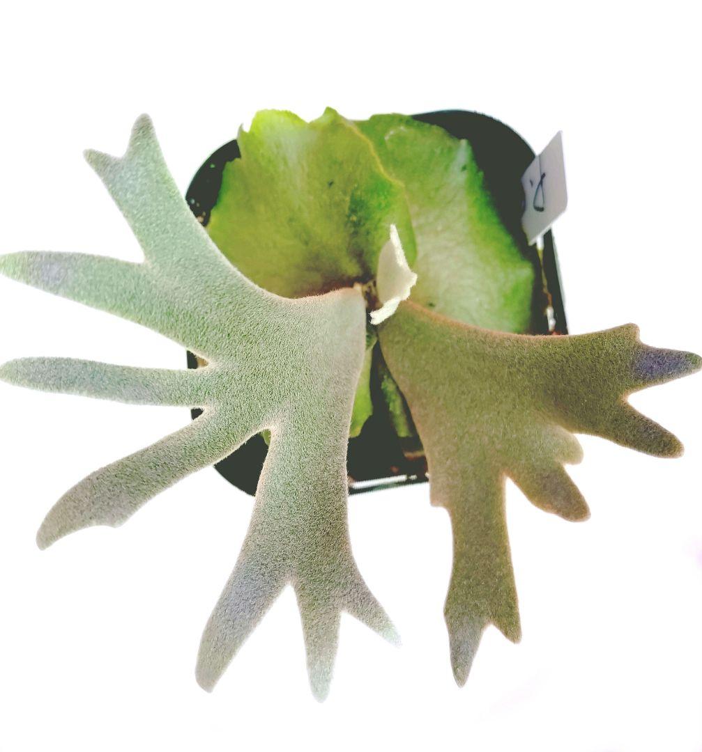 ビカクシダ willnckii dowarfu ` OMG ´sp 観葉植物
