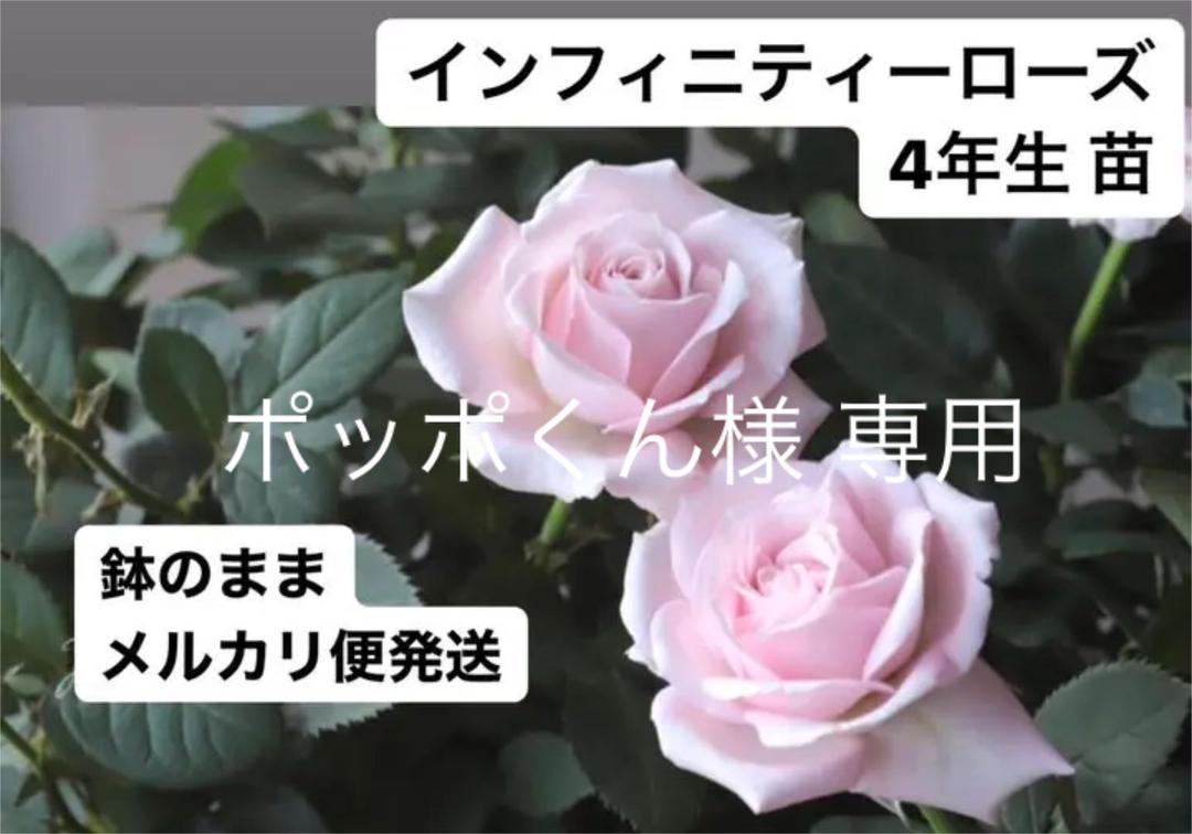 メルカリ プリンセス オブ インフィニティ ローズ バラ ミニバラ 4年生 苗 植物 観葉植物 2 666 中古や未使用のフリマ メルカリ プリンセス オブ インフィニティ ローズ バラ ミニバラ 4年生 苗 植物 観葉植物 2 666 中古や未使用のフリマ